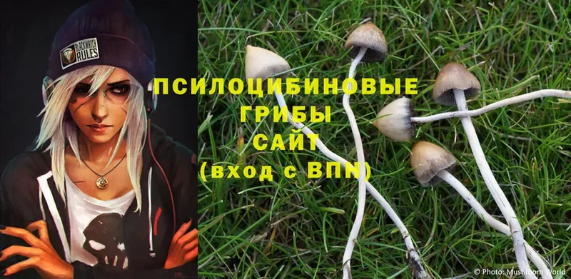 Галлюциногенные грибы Psilocybine cubensis  Козельск 